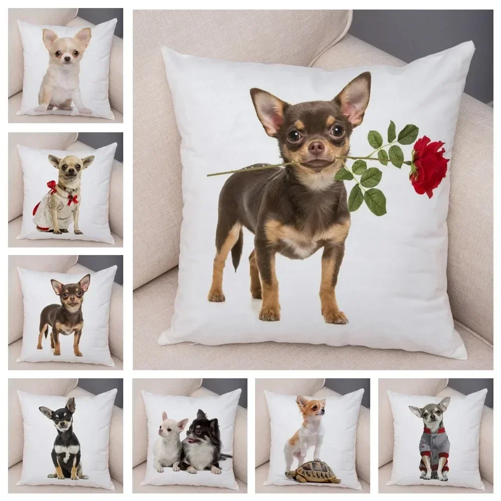 Cute Puppy Chihuahua Pillowcase Cushion Cover Car Sofa Home Pet Animal Decoration
Cute Puppy Chihuahua Pillowcase Cushion Cover Car Sofa Home Pet Animal Decoration