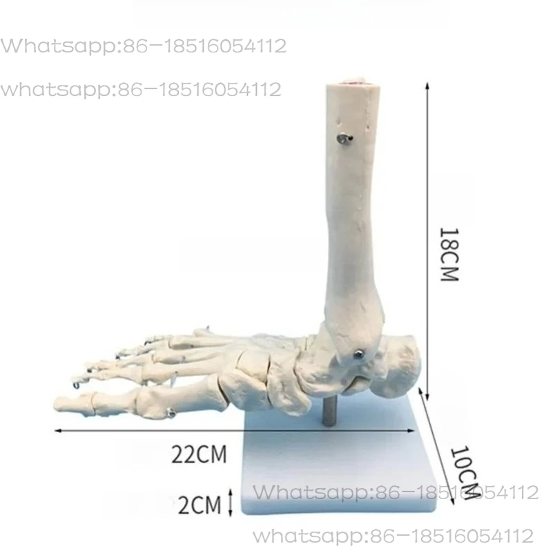 1:1Anatomy of The Tibia, Fibula, Tarsal Bone, Metatarsal Bone, and Phalanges in A Foot Joint Display Model Home Accessories
1:1Anatomy of The Tibia, Fibula, Tarsal Bone, Metatarsal Bone, and Phalanges in A Foot Joint Display Model Home Accessories
