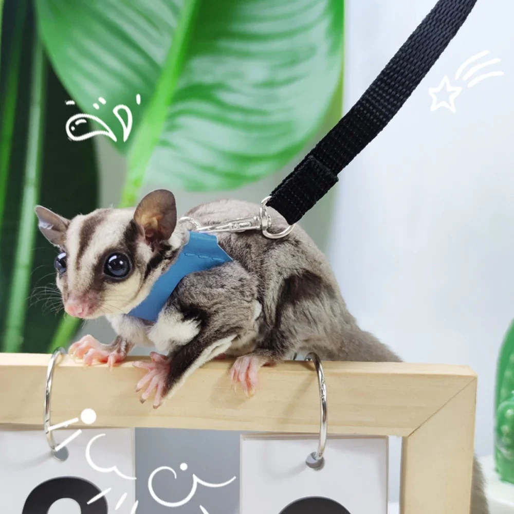 4 Pcs /set Sugar Quoll Harness + Leash Set Escape-Proof Adjustable Collar for Pet Small Animals Hamsters Sugar Gliders Squirrels
4 Pcs /set Sugar Quoll Harness + Leash Set Escape-Proof Adjustable Collar for Pet Small Animals Hamsters Sugar Gliders Squirrels