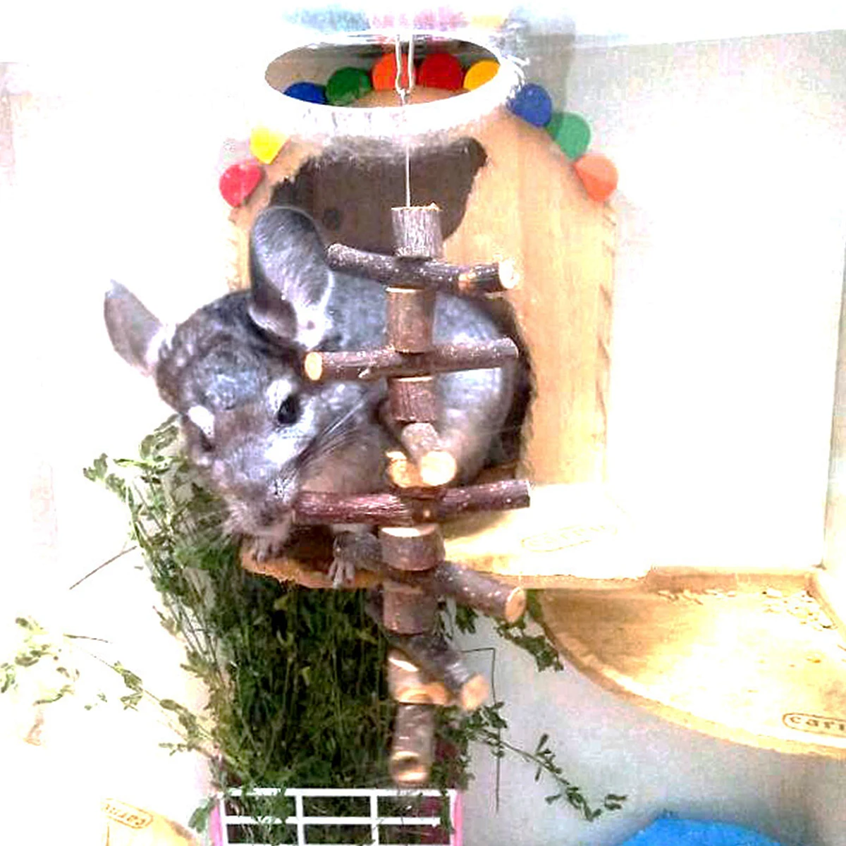 Long Stick Molar Chew For Rabbit Hamster Squirrel Parrot Apple Wood Teeth Grinding Natural Pet Dental Care Light Brown
Long Stick Molar Chew For Rabbit Hamster Squirrel Parrot Apple Wood Teeth Grinding Natural Pet Dental Care Light Brown