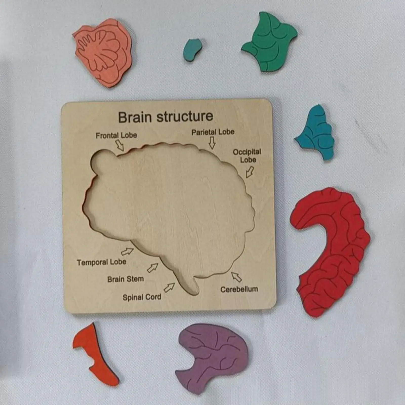Wooden Puzzle for Developing Fine Motor Skills Human Brain Parts Educational Tool
Wooden Puzzle for Developing Fine Motor Skills Human Brain Parts Educational Tool
