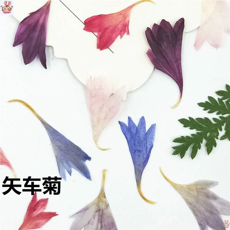 20 Plant Specimens, Cornflower Petals, Natural Dried Flowers, Pressed Flowers, Nail Art, Face Stickers, Photo Resin Jewelry, Handmade Material Kit
20 Plant Specimens, Cornflower Petals, Natural Dried Flowers, Pressed Flowers, Nail Art, Face Stickers, Photo Resin Jewelry, Handmade Material Kit