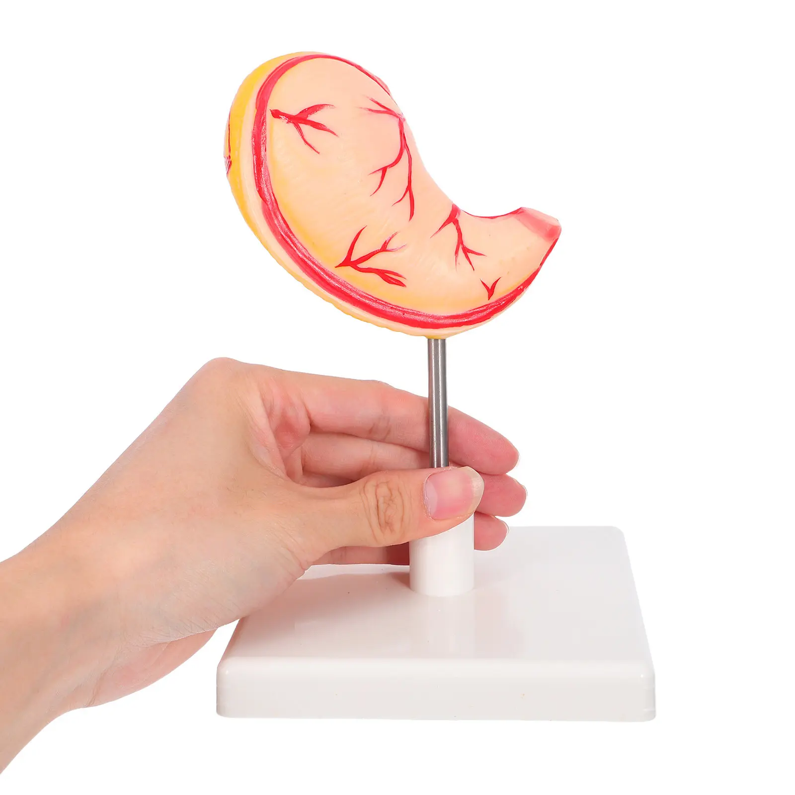 Human Stomach Anatomy Educational Cross Section Teaching Tool Precise Stomach Structure Science Classroom Aid
Human Stomach Anatomy Educational Cross Section Teaching Tool Precise Stomach Structure Science Classroom Aid