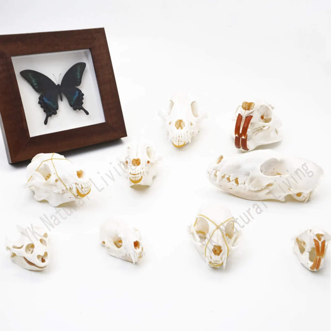 Real Animal Specimen Skull DIY Handicraft Series Home Skull Decoration Display Teaching Model
Real Animal Specimen Skull DIY Handicraft Series Home Skull Decoration Display Teaching Model