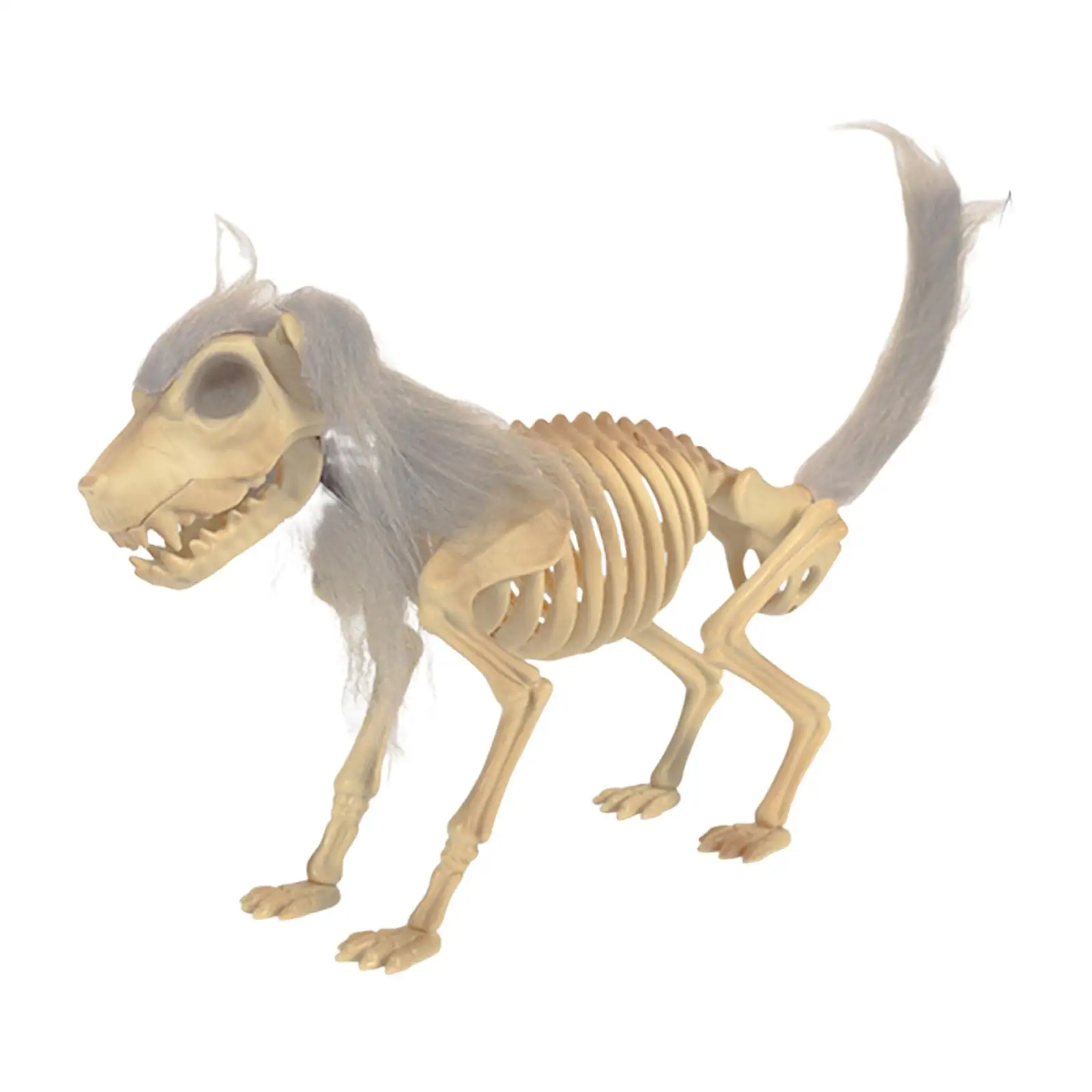 Halloween Dog Skeleton Decoration Animal Bones Skeleton Anatomy Education Aid for Science Class Versatile 38x8x25cm Grey Fur
Halloween Dog Skeleton Decoration Animal Bones Skeleton Anatomy Education Aid for Science Class Versatile 38x8x25cm Grey Fur