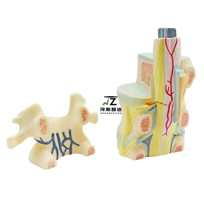 Spine and Vertebra Enlargement Model Human Anatomical Teaching Model for Medical School
Spine and Vertebra Enlargement Model Human Anatomical Teaching Model for Medical School