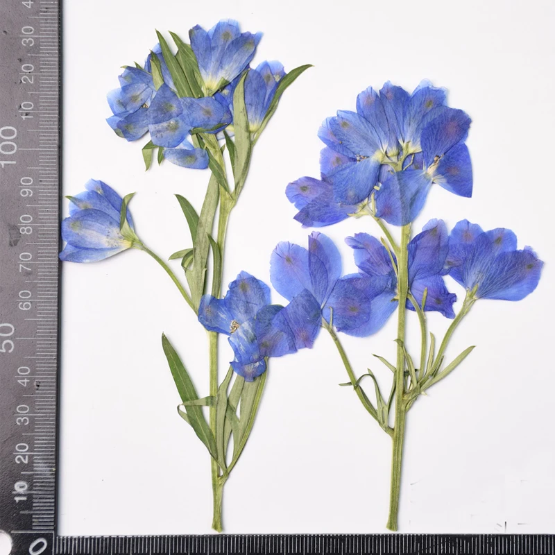 Small Larkspur with Stems, Pressed Flower, Gifts for Blue Dream INS Frame Material, Free Shipping
Small Larkspur with Stems, Pressed Flower, Gifts for Blue Dream INS Frame Material, Free Shipping