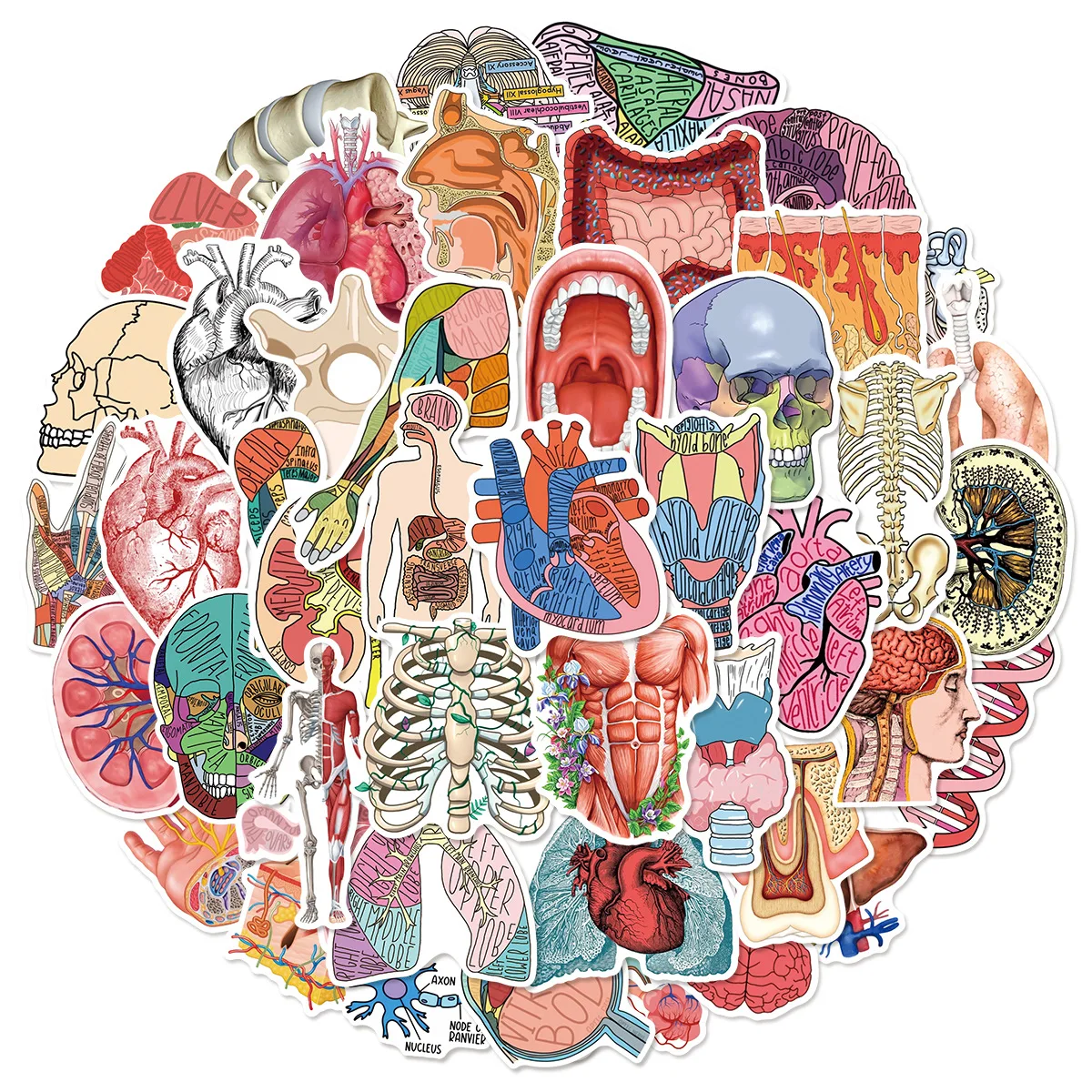 10/50PCS Human Body Structure Diagram Stickers Funny Organ Sticker DIY Decoration Fridge Luggage Laptop Guitar Bike Decals Toy
10/50PCS Human Body Structure Diagram Stickers Funny Organ Sticker DIY Decoration Fridge Luggage Laptop Guitar Bike Decals Toy