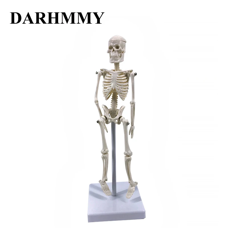 DARHMMY 21 cm Miniature Human Skeleton Model Whole Body Skeletal Simulation Medical Model
DARHMMY 21 cm Miniature Human Skeleton Model Whole Body Skeletal Simulation Medical Model