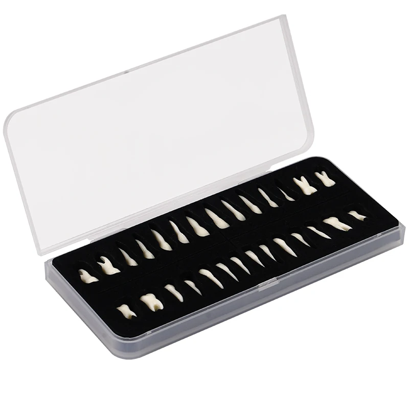 28pcs Permanent Teeth Model Full Mouth Upper and Lower Isolated Tooth with Root Standard Adult Teeth Model for Teaching Studying
28pcs Permanent Teeth Model Full Mouth Upper and Lower Isolated Tooth with Root Standard Adult Teeth Model for Teaching Studying