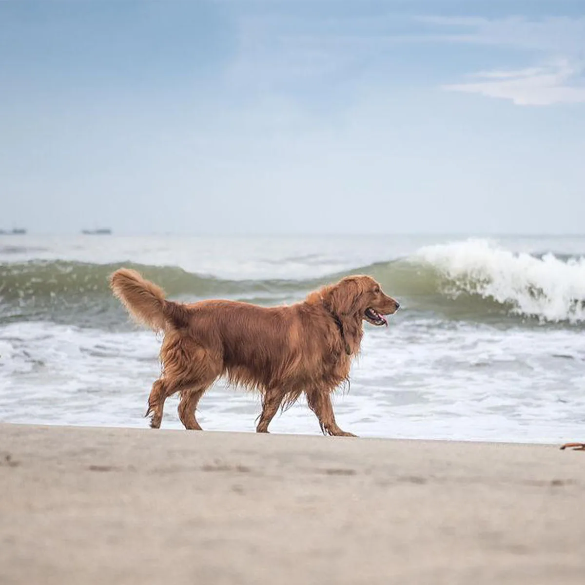 Dog Bark Collar for Large Medium Small Dogs, Barking Collar, No Bark Collar, Automatic Anti Barking Device, Waterproof E-Collar 
Dog Bark Collar for Large Medium Small Dogs, Barking Collar, No Bark Collar, Automatic Anti Barking Device, Waterproof E-Collar