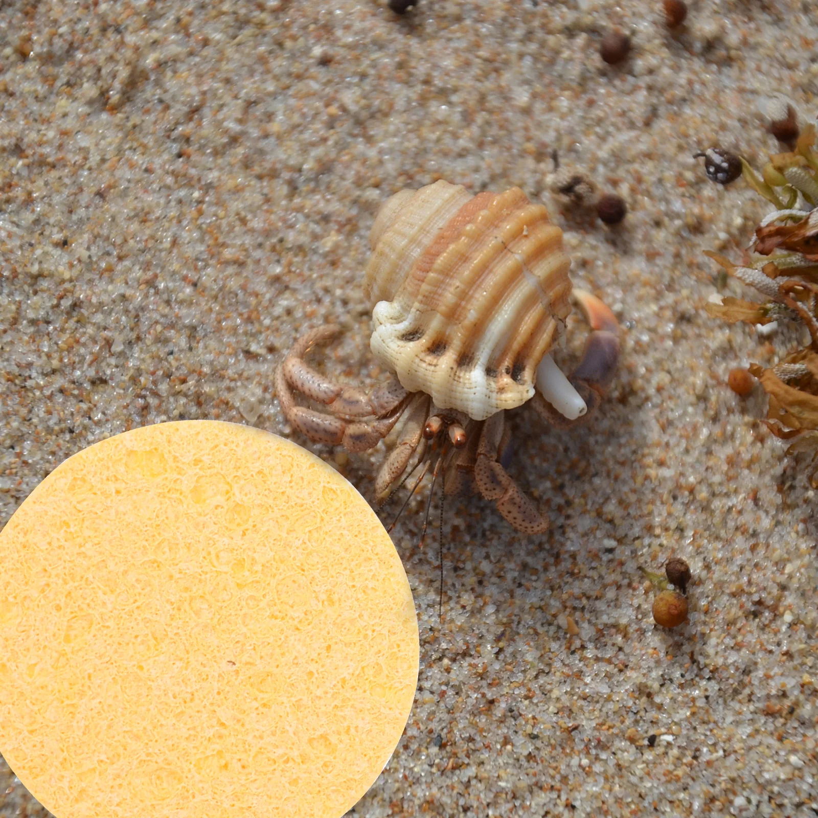 12Pcs Hermit Crab Sponges Humidity Crab Drinking Sponge for Habitat Maintenance Cleaning Supplies Water Absorbent Sponge
12Pcs Hermit Crab Sponges Humidity Crab Drinking Sponge for Habitat Maintenance Cleaning Supplies Water Absorbent Sponge