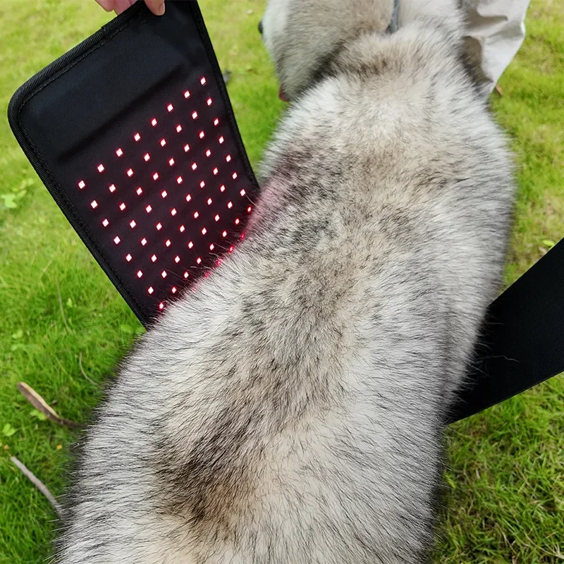 OEM ODM LED Red Light Light Pet Therapy Led Lamp Horse Leg Red Light Therapy Pad Machine For Horse Back
OEM ODM LED Red Light Light Pet Therapy Led Lamp Horse Leg Red Light Therapy Pad Machine For Horse Back