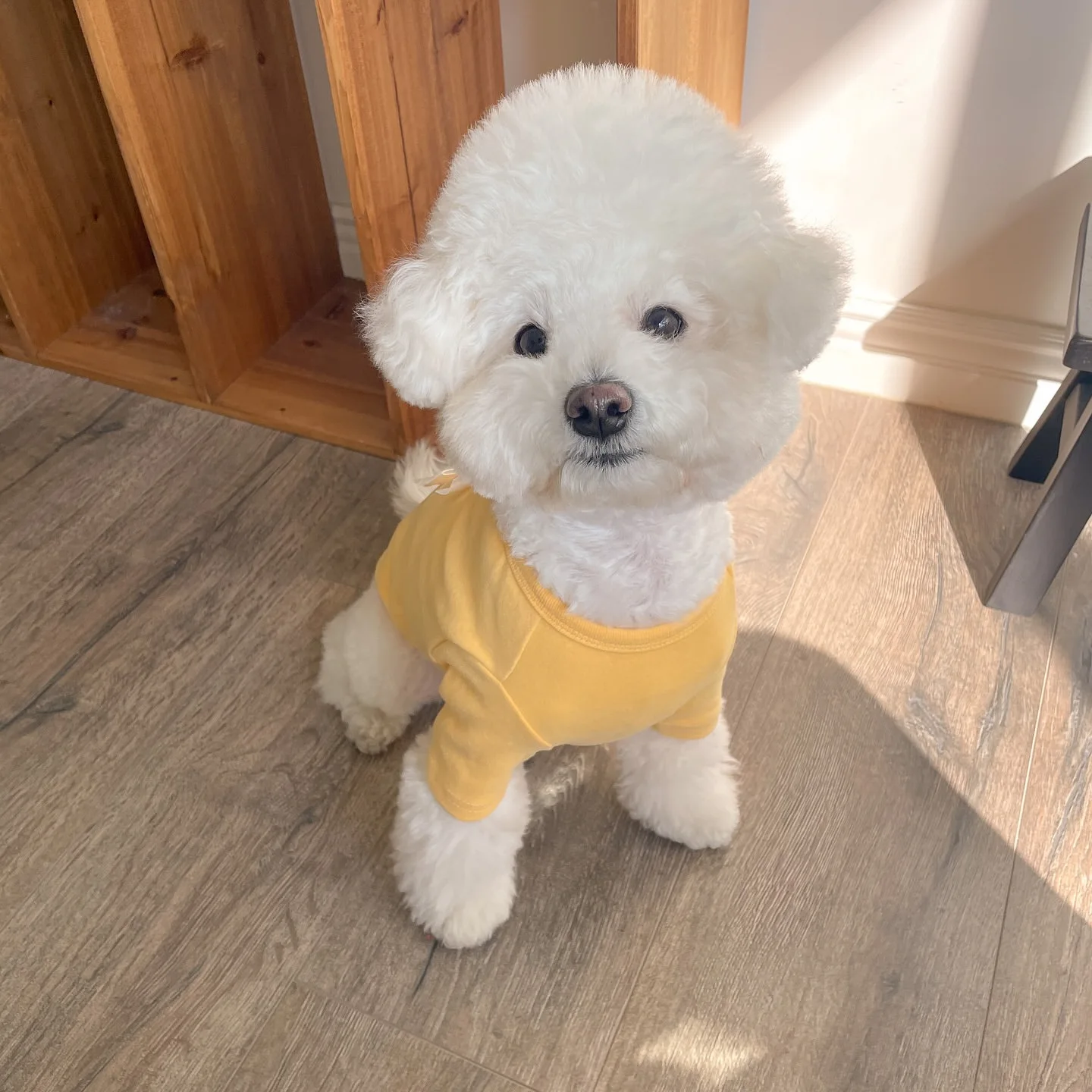 New Autumn Winter Warm Pet Clothes, Bowknot Patchwork Dog Hoodie, Puppy Apparel for Small Dogs, Poodle, Pomeranian
New Autumn Winter Warm Pet Clothes, Bowknot Patchwork Dog Hoodie, Puppy Apparel for Small Dogs, Poodle, Pomeranian