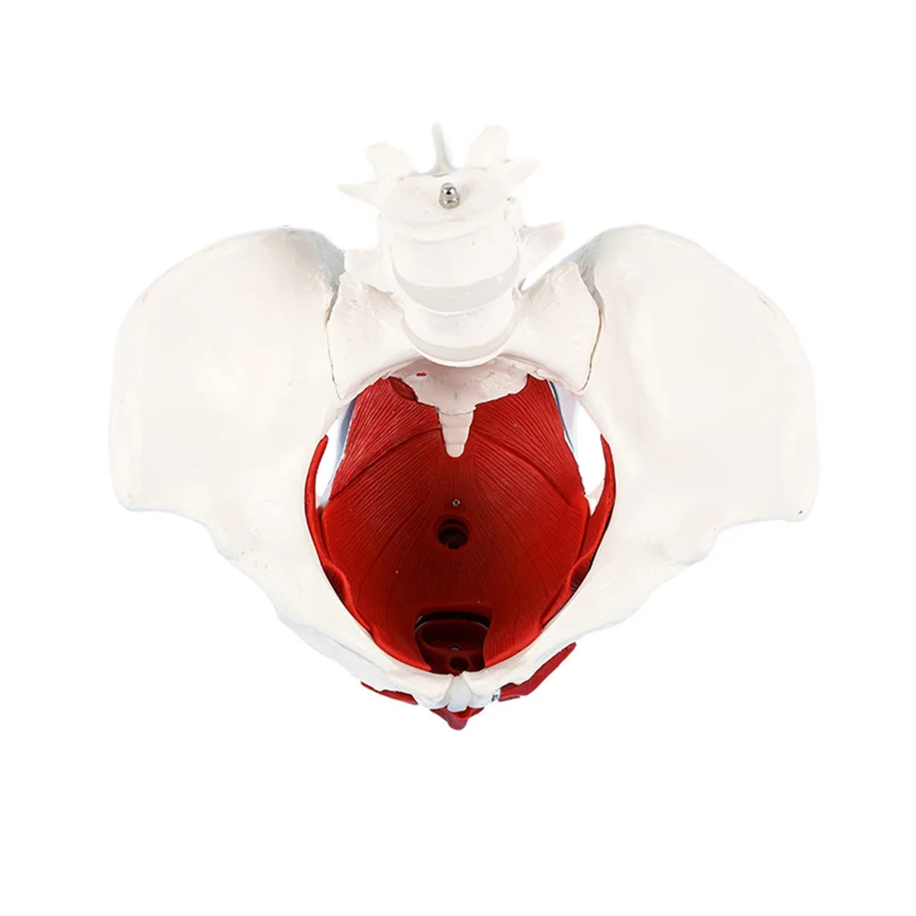 Pvc Pelvic Model For Science Educational Supplies Teaching Tools Learning Displays Anatomy Classroom Study Aid Female Body gan
Pvc Pelvic Model For Science Educational Supplies Teaching Tools Learning Displays Anatomy Classroom Study Aid Female Body gan