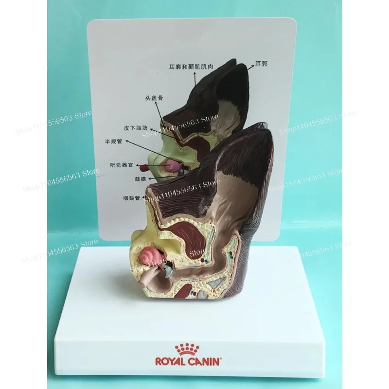 Dog ear health pathological anatomy model, animal canine model pet veterinary teaching aids
Dog ear health pathological anatomy model, animal canine model pet veterinary teaching aids
