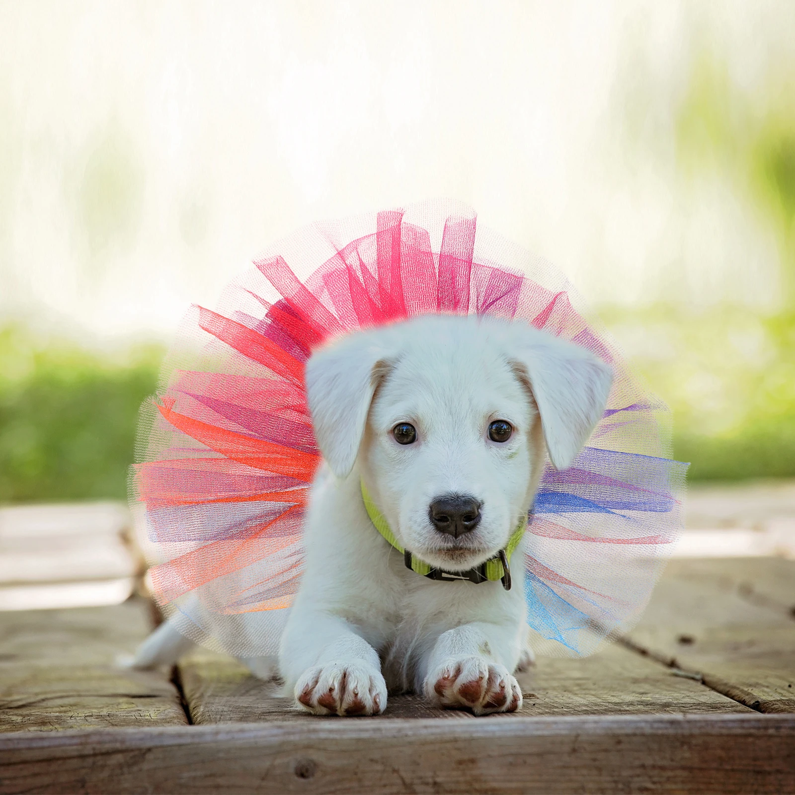 Rainbow Pet Collar Dog Tutu Dress Comfortable Breathable Small Medium Cats Dogs Colored S Summer Party Wedding Birthday Girl Dog
Rainbow Pet Collar Dog Tutu Dress Comfortable Breathable Small Medium Cats Dogs Colored S Summer Party Wedding Birthday Girl Dog