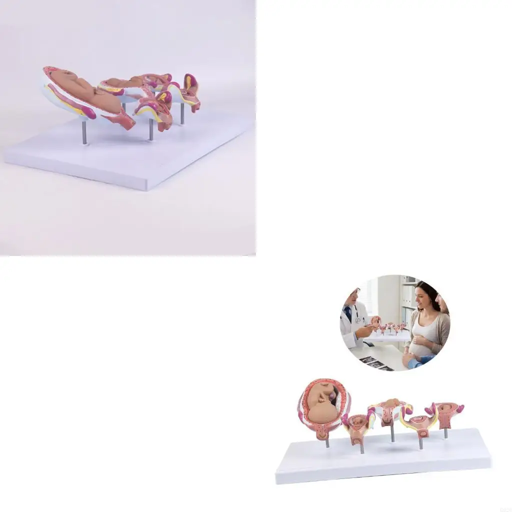 Fetal Embryo Development Model for Medicals Education with Realistic Features K92C
Fetal Embryo Development Model for Medicals Education with Realistic Features K92C