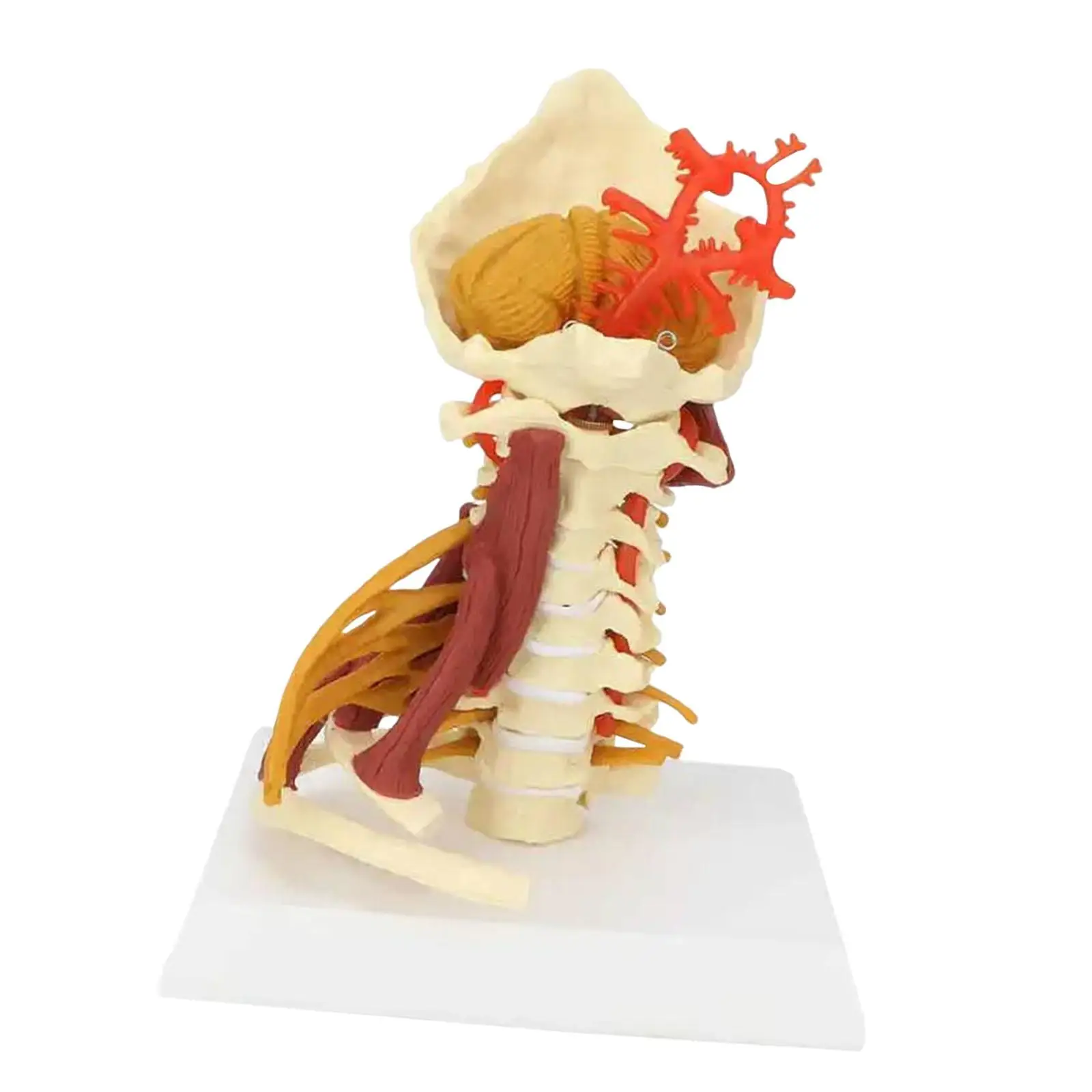 Spine Model Teaching Medical Model Science Education Insertion Points Arteria Spine Spinal Cord Anatomy Model Cervical Vertebra
Spine Model Teaching Medical Model Science Education Insertion Points Arteria Spine Spinal Cord Anatomy Model Cervical Vertebra