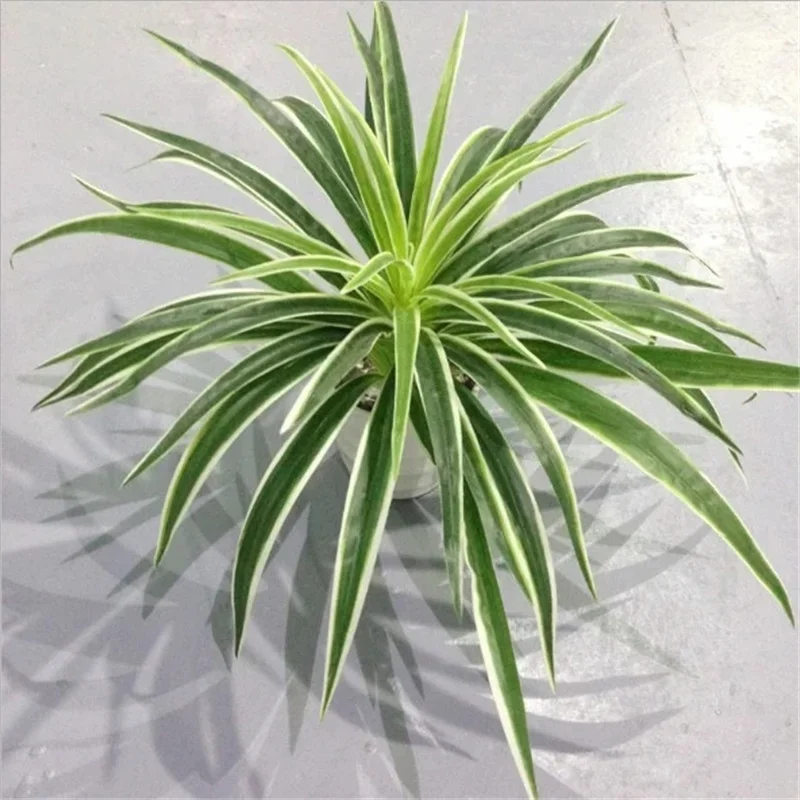 Artificial Chlorophytum Comosum Branch Plastic Plants Wedding Decor Simulation Green Plant No Pot Hotel Shoppingmall Decoration
Artificial Chlorophytum Comosum Branch Plastic Plants Wedding Decor Simulation Green Plant No Pot Hotel Shoppingmall Decoration