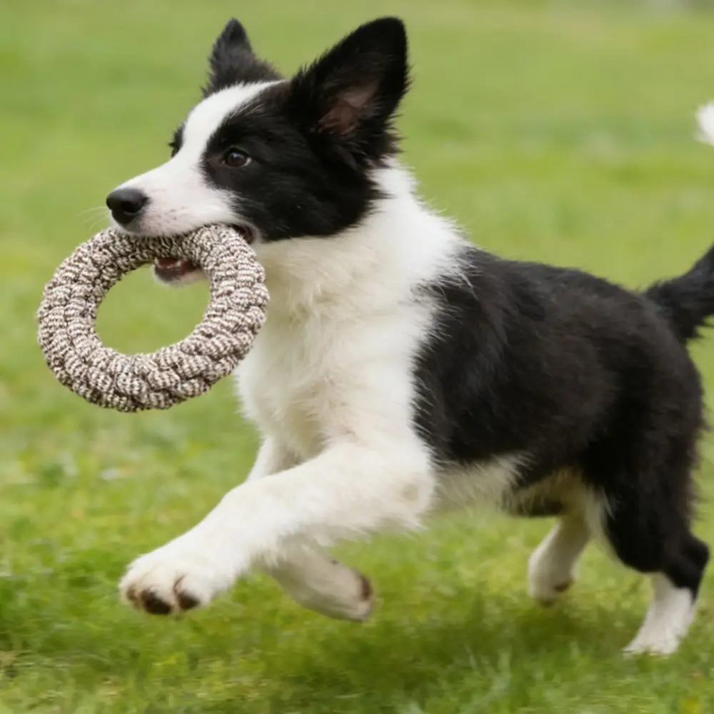 Pet Supplies Bite Resistant Dogs Cotton Rope Wear Resistant Indoor Dog Chew Outdoor Puppy Rope Knot Relieve Boredom
Pet Supplies Bite Resistant Dogs Cotton Rope Wear Resistant Indoor Dog Chew Outdoor Puppy Rope Knot Relieve Boredom