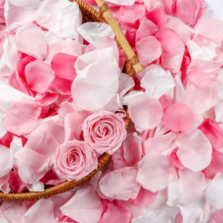 300 PCS Real Pink White Rose Flower Petals Confetti for Wedding Flower Girl to Throw, 2.82oz Freeze Dried Rose Petal for Propos
300 PCS Real Pink White Rose Flower Petals Confetti for Wedding Flower Girl to Throw, 2.82oz Freeze Dried Rose Petal for Propos