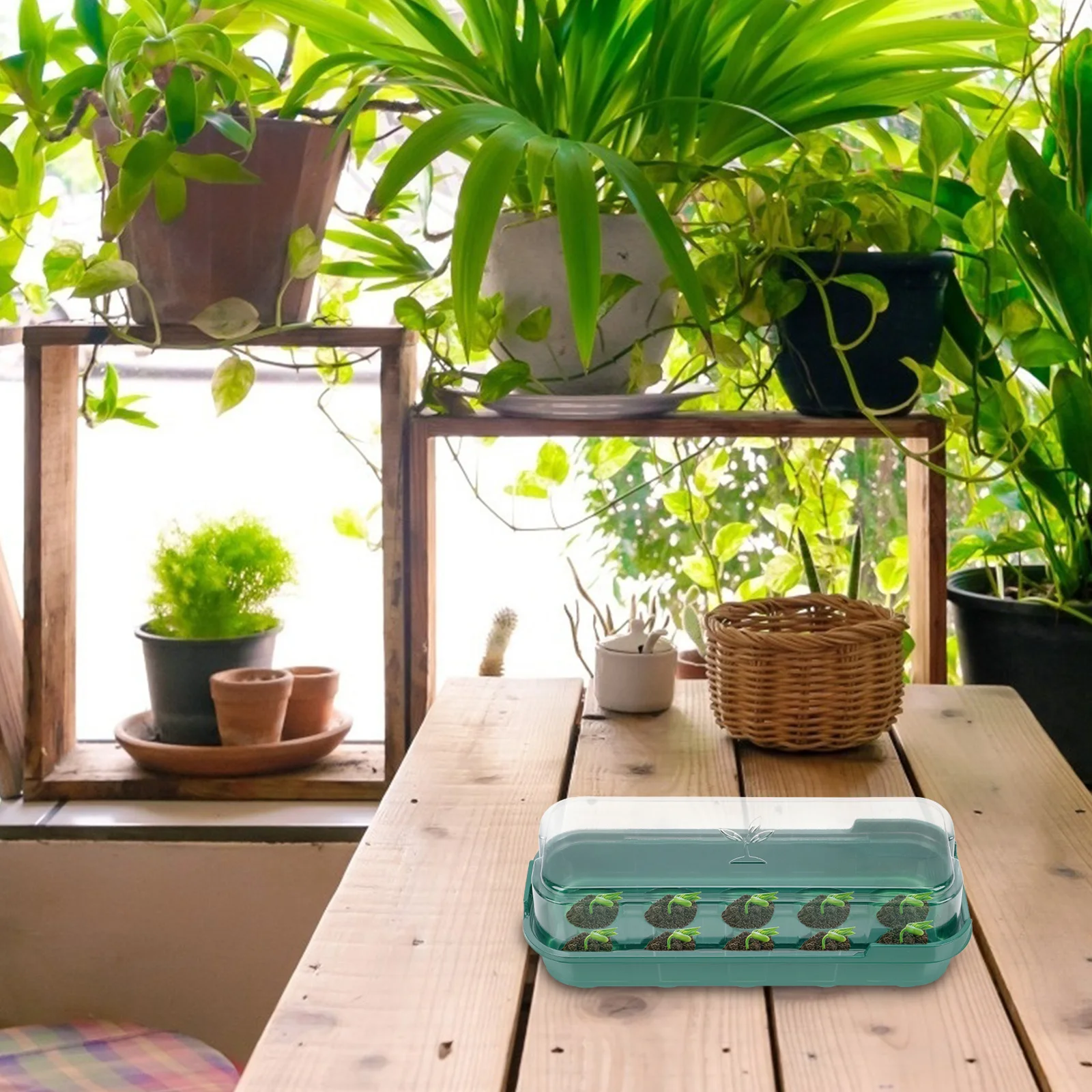 3Pcs Plants Nursery Trays Premium Plastic Germination Trays for Seedling Growing Gardening Supplies Nursery Starter Planters
3Pcs Plants Nursery Trays Premium Plastic Germination Trays for Seedling Growing Gardening Supplies Nursery Starter Planters