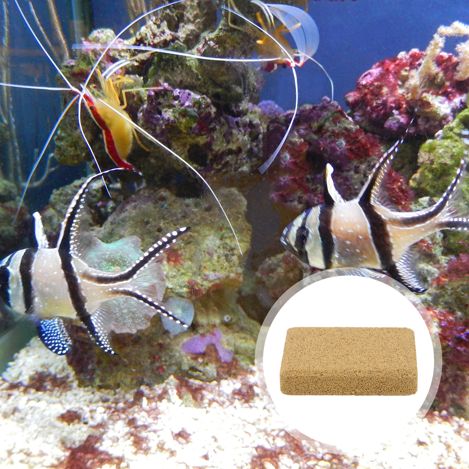 10Pcs Coral Breeding Base Practical Stable Support Coral Fixing Holder for Aquarium Fish Tank Accessories Aquarium Supplies
10Pcs Coral Breeding Base Practical Stable Support Coral Fixing Holder for Aquarium Fish Tank Accessories Aquarium Supplies