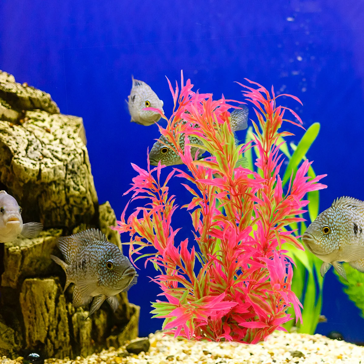 Artificial Fish Tank Plant Decor Red Green Mini Landscape Aquarium Grass Underwater Plastic Plant Decoration for Aquarium Plants 
Artificial Fish Tank Plant Decor Red Green Mini Landscape Aquarium Grass Underwater Plastic Plant Decoration for Aquarium Plants