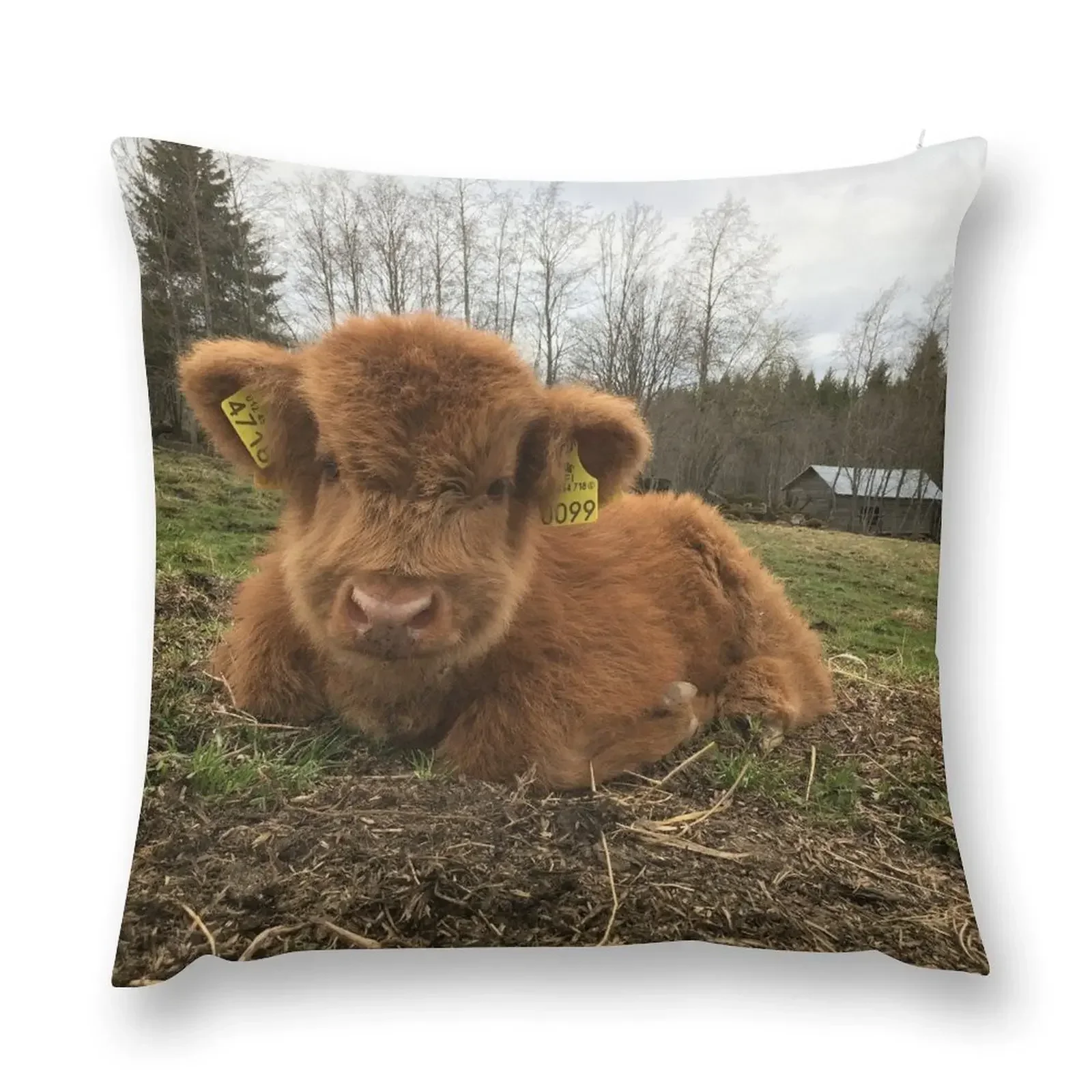 Scottish Highland Cattle Calf 1386 Throw Pillow Throw Pillow Covers Custom Cushion Sofa Cushions pillow
Scottish Highland Cattle Calf 1386 Throw Pillow Throw Pillow Covers Custom Cushion Sofa Cushions pillow