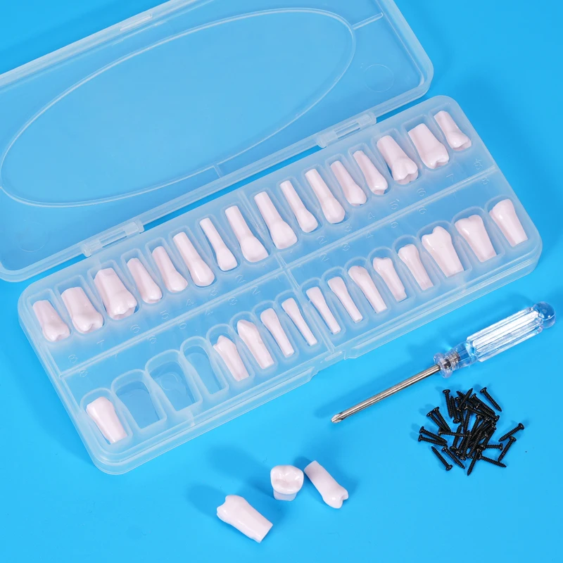 32pcs Dental Teeth Root Canal Practice Models Set with Screwdriver Full Mouth Endodontics RCT Block Cavity Training Model
32pcs Dental Teeth Root Canal Practice Models Set with Screwdriver Full Mouth Endodontics RCT Block Cavity Training Model