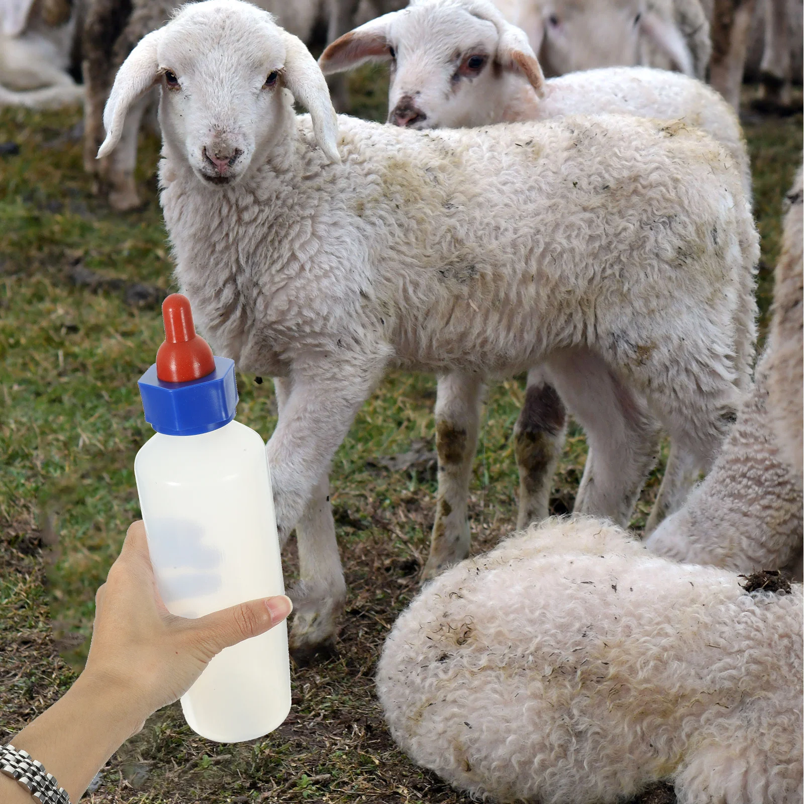 500Ml Lamb Nursing Nipple Design For Animals Farm Animal Feeding Livestock Milk Feeder Sheep Feeding Bottles Goat Bottle
500Ml Lamb Nursing Nipple Design For Animals Farm Animal Feeding Livestock Milk Feeder Sheep Feeding Bottles Goat Bottle