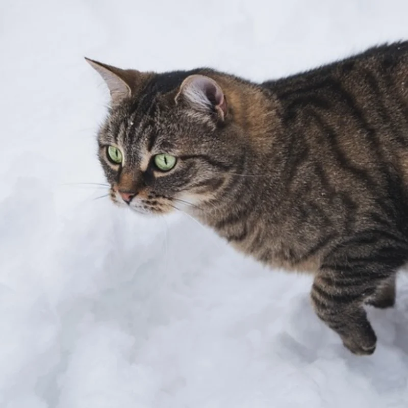 Колесная база 313 для Wrangler, 5-дверный корпус для 1/10 RC гусеничного автомобиля Traxxas TRX4 SCX10 90046 AX103007 RC4WD JEEP DIY Запчасти и переменный ток 
Колесная база 313 для Wrangler, 5-дверный корпус для 1/10 RC гусеничного автомобиля Traxxas TRX4 SCX10 90046 AX103007 RC4WD JEEP DIY Запчасти и переменный ток