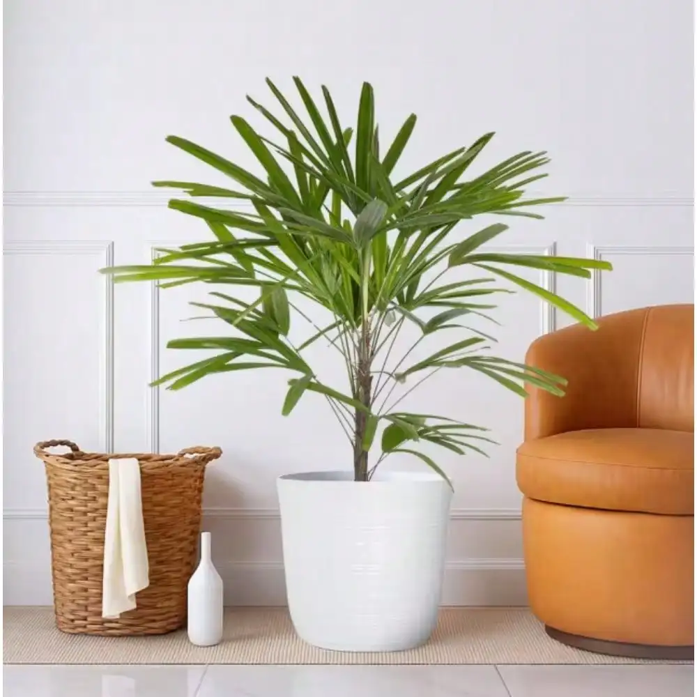 Plant in White Decor Pot,Live Easy Care Indoor Houseplant, Air-Purifying, Low-Light Tropical Palm for Home
Plant in White Decor Pot,Live Easy Care Indoor Houseplant, Air-Purifying, Low-Light Tropical Palm for Home