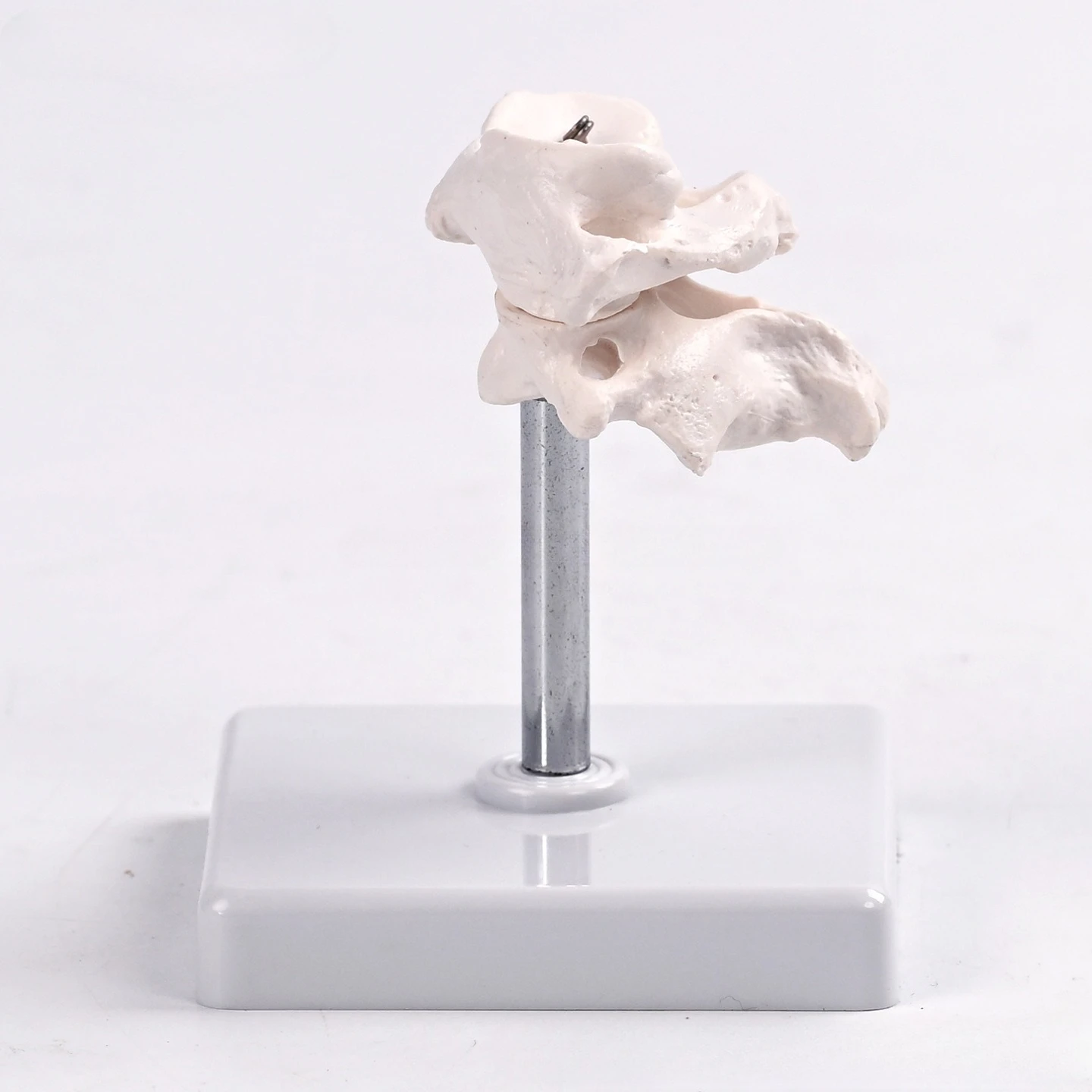 Bone-setting model for teaching atlantoaxial joint replication of occipital bone
Bone-setting model for teaching atlantoaxial joint replication of occipital bone