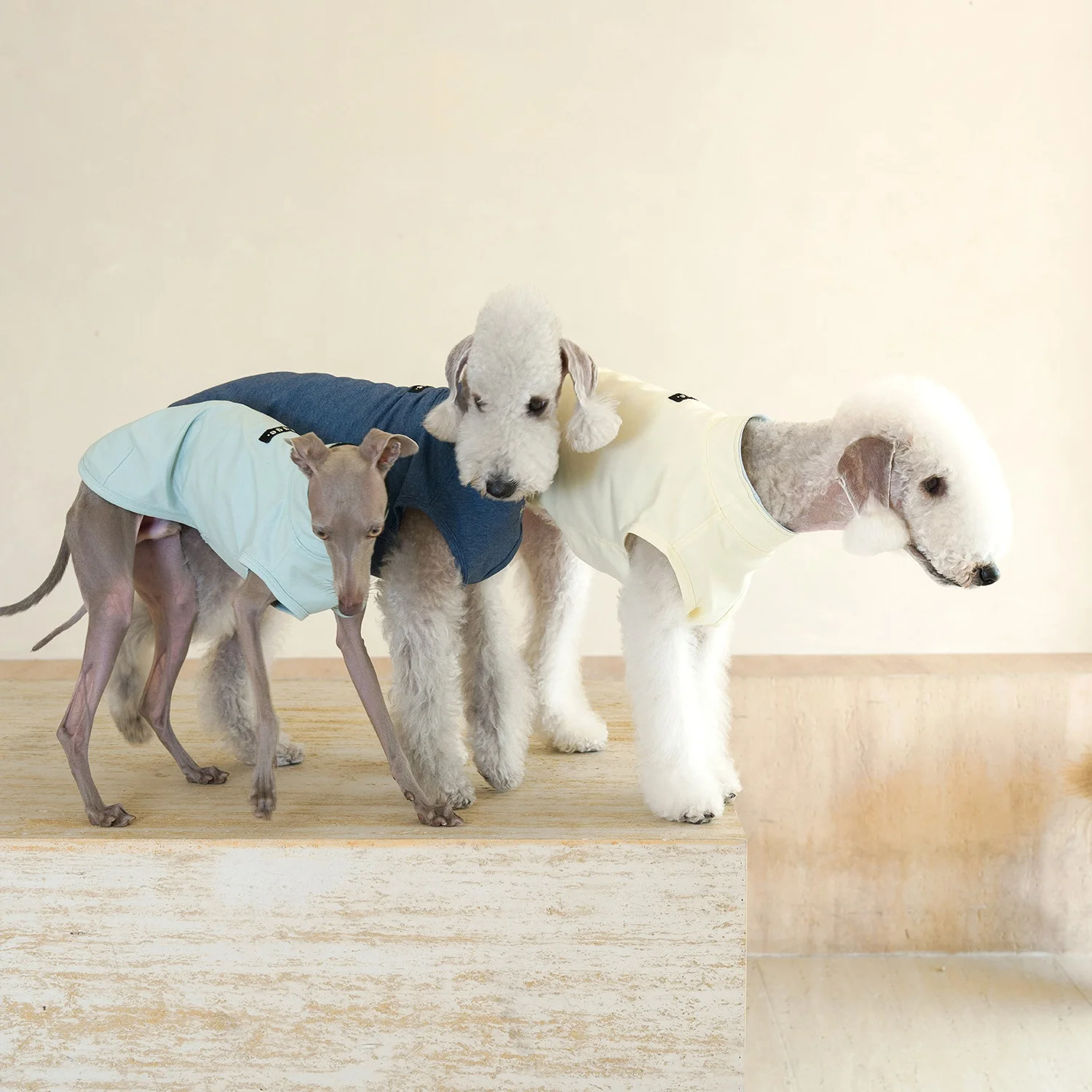 Summer Cool-feel Antibacterial Embroidered Cotton Vest for Italian Greyhound Spring Blue Green T-shirt for Bedlington Terrier
Summer Cool-feel Antibacterial Embroidered Cotton Vest for Italian Greyhound Spring Blue Green T-shirt for Bedlington Terrier