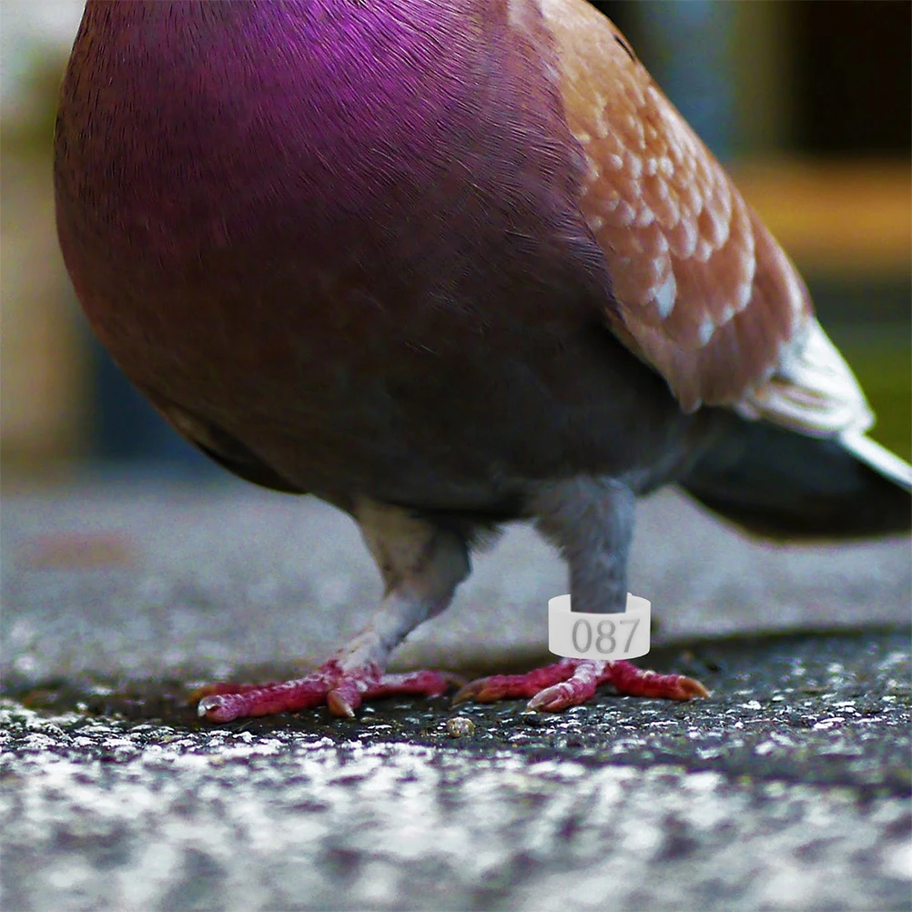 100 Pcs Adjustable Poultry Identification Leg Strap Abs Pigeon Foot Tag Dove Rings
100 Pcs Adjustable Poultry Identification Leg Strap Abs Pigeon Foot Tag Dove Rings