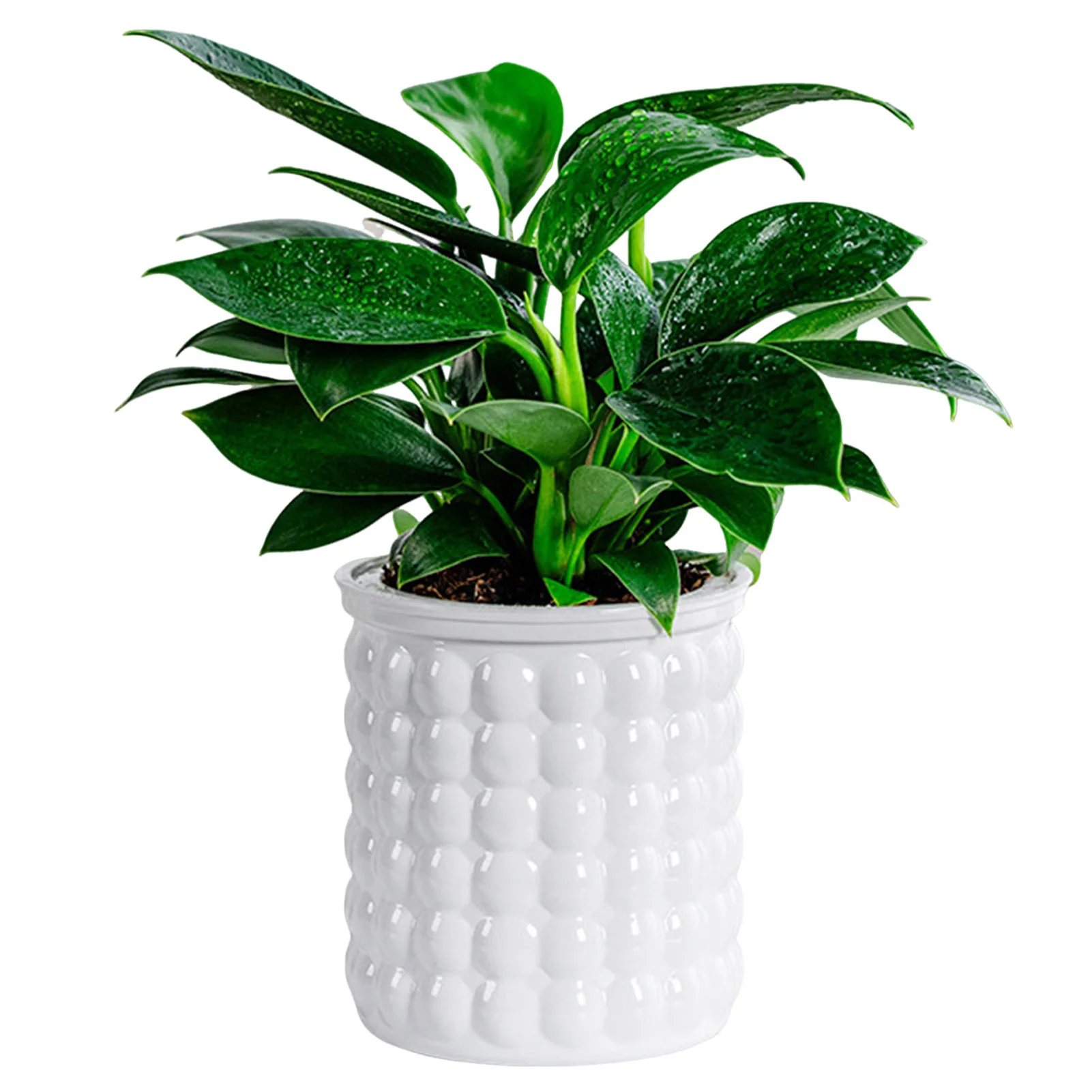 Plants And Flowers Hydroponic Flower Pot Large Capacity Creative Promote Healthy Growth Planter For Garden Enthusiast Lover Gift
Plants And Flowers Hydroponic Flower Pot Large Capacity Creative Promote Healthy Growth Planter For Garden Enthusiast Lover Gift