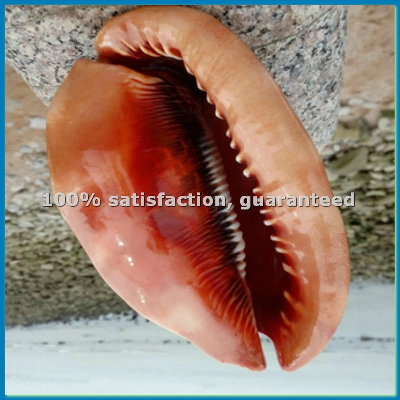 Натуральный шлем для рта, раковина, коралловый морской улитка, украшение для аквариума, 1 шт.-AT48
Натуральный шлем для рта, раковина, коралловый морской улитка, украшение для аквариума, 1 шт.-AT48