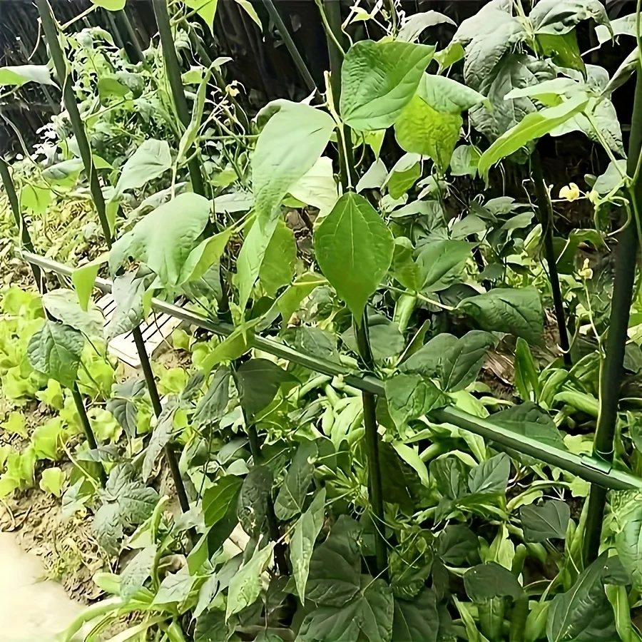 recent Rustproof Grow Support Climbing Frame Portable Garden Trellis for Tomato Cucumber Grape Vegetable Vines xs63
recent Rustproof Grow Support Climbing Frame Portable Garden Trellis for Tomato Cucumber Grape Vegetable Vines xs63