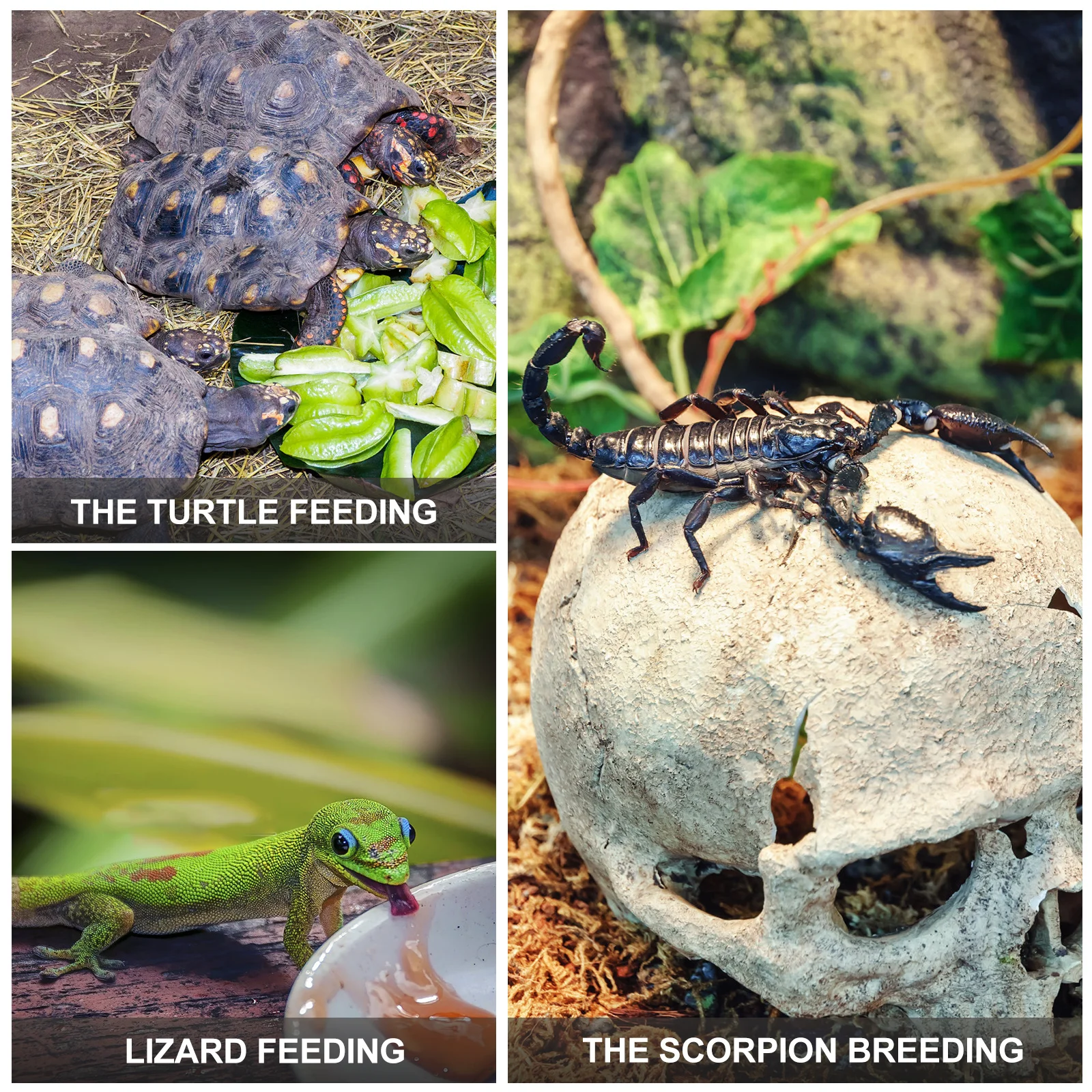 10Pcs Reptile Breeding Boxes Clear Spider Feeding Containers Large Mantis Holder Visible Pet Display Container Terrarium
10Pcs Reptile Breeding Boxes Clear Spider Feeding Containers Large Mantis Holder Visible Pet Display Container Terrarium