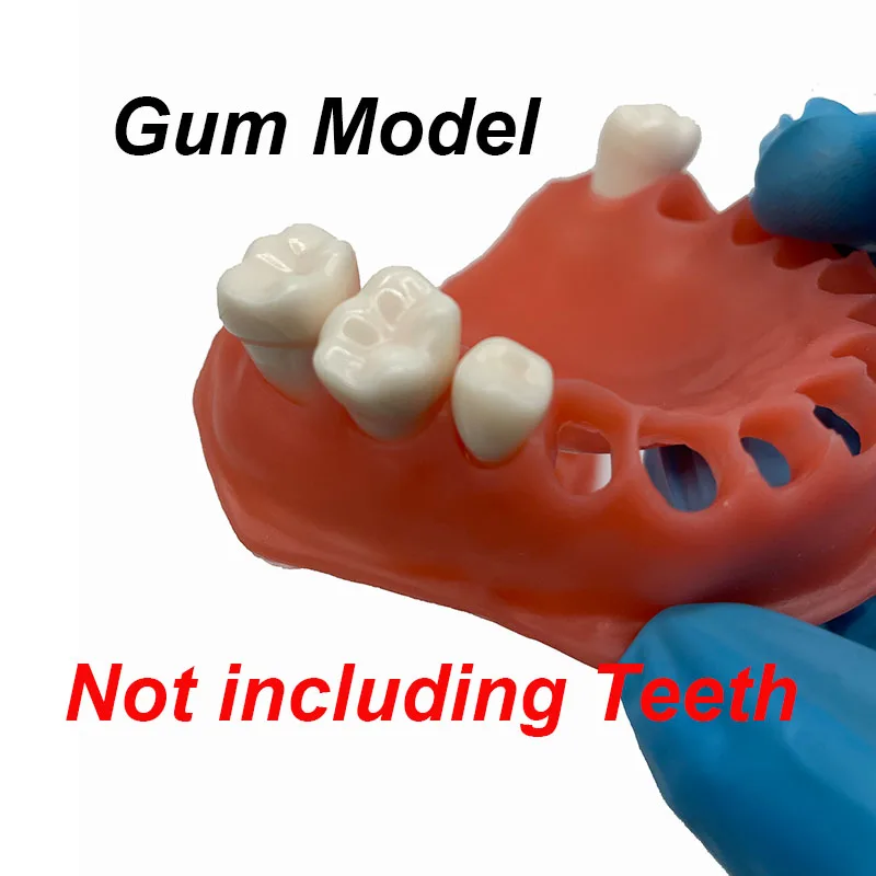 Dental Gum Model Upper and Lower Simulated Gums for Dentist Student Learning and Teaching Training Tool
Dental Gum Model Upper and Lower Simulated Gums for Dentist Student Learning and Teaching Training Tool