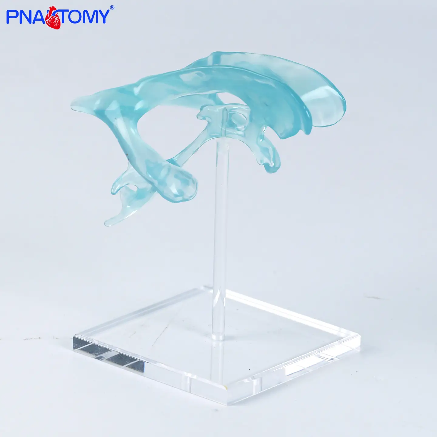 Enlarged Transparent Anatomical Model of Central Nerve in Amygdala Brain and Thalamus of Medical Human Brain 
Enlarged Transparent Anatomical Model of Central Nerve in Amygdala Brain and Thalamus of Medical Human Brain
