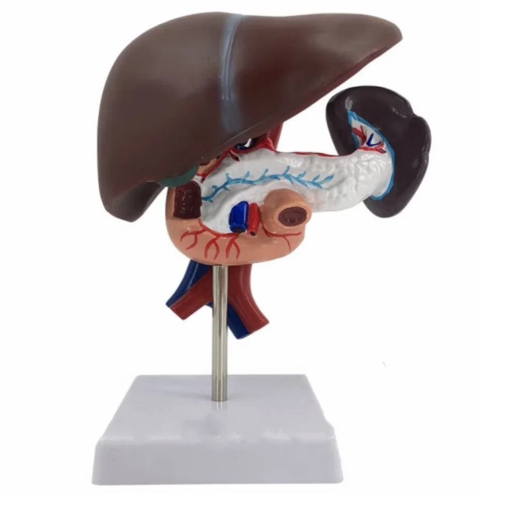 High Quality Hepatopancreatic Duodenal Model Pancreas Structure Model Medical training model
High Quality Hepatopancreatic Duodenal Model Pancreas Structure Model Medical training model