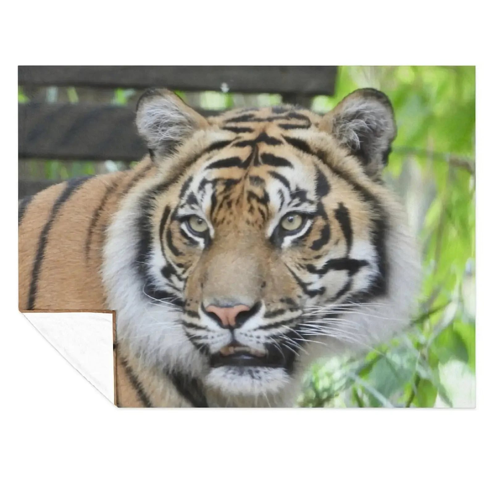 Sumatran Tiger face at Zoo Throw Blanket Bed linens Picnic manga For Baby Blankets
Sumatran Tiger face at Zoo Throw Blanket Bed linens Picnic manga For Baby Blankets