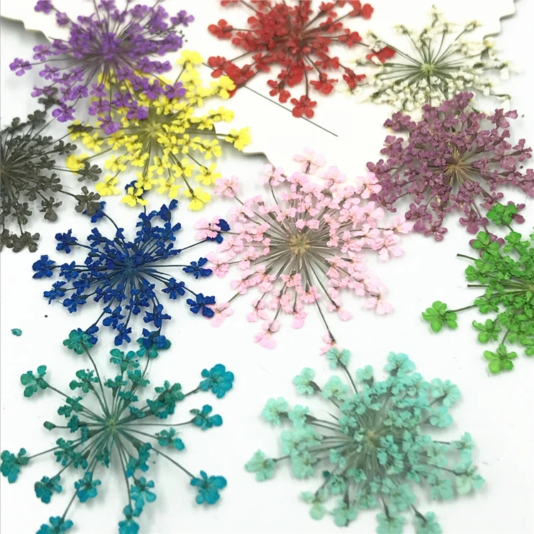 1000pcs Bulk Packing White Lace Flower Wholesales Dry Pressed Flower For Candle Decoration
1000pcs Bulk Packing White Lace Flower Wholesales Dry Pressed Flower For Candle Decoration