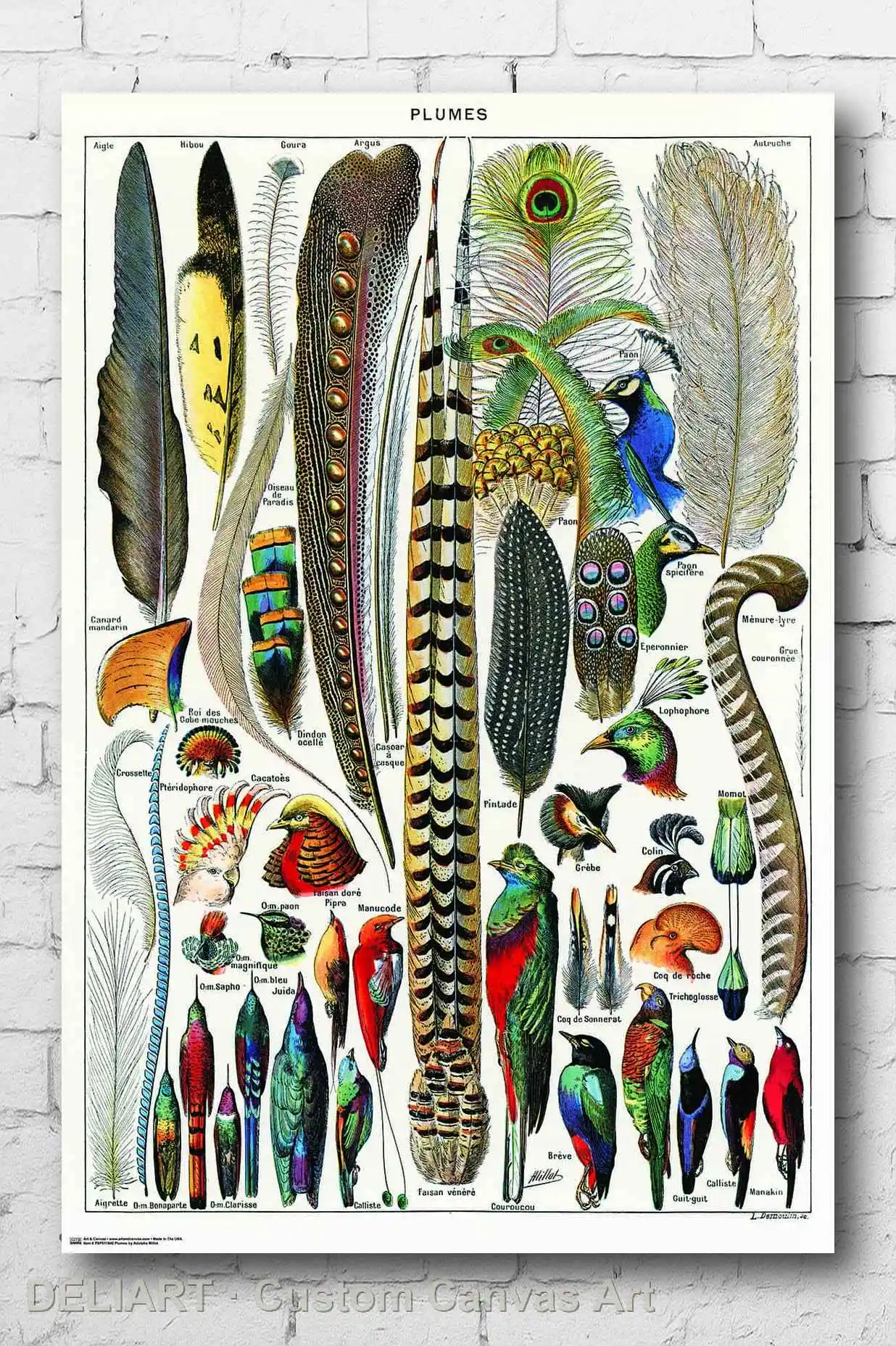 PLUMES - FEATHER CHART Canvas Poster Custom Size Available Room Decoration Home Decor Wall Art
PLUMES - FEATHER CHART Canvas Poster Custom Size Available Room Decoration Home Decor Wall Art