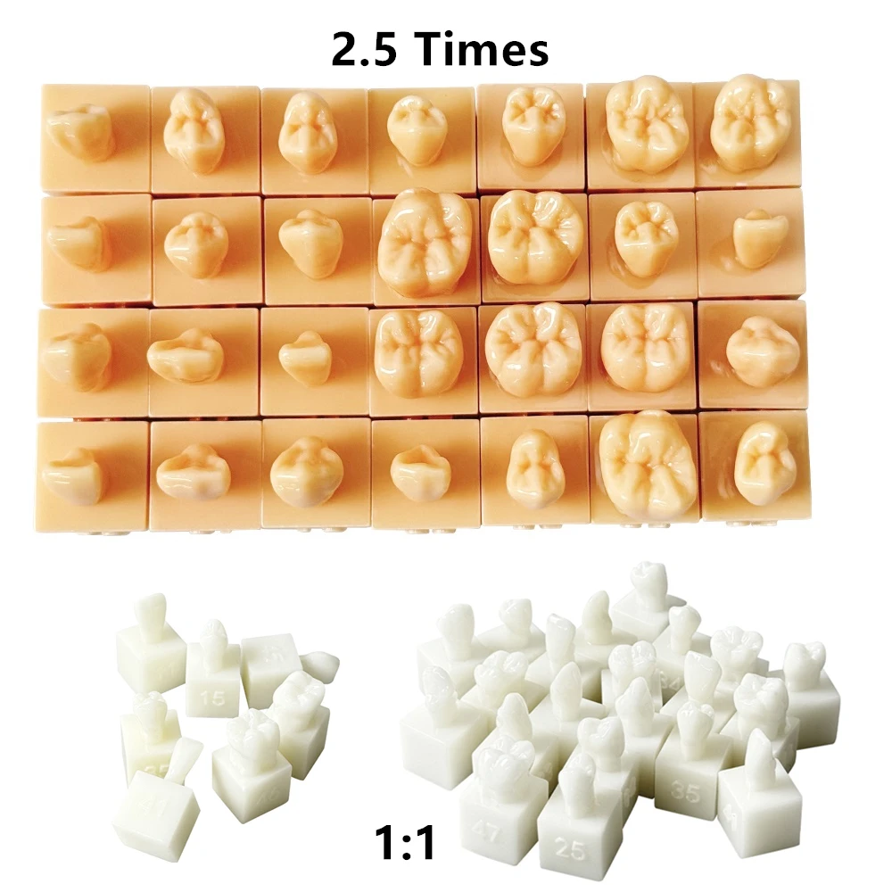 28pcs/set Dentist Tooth Carving Model For Practice Training Adult Permanent Teeth Carved Comparison Model Teeth Teaching Model
28pcs/set Dentist Tooth Carving Model For Practice Training Adult Permanent Teeth Carved Comparison Model Teeth Teaching Model