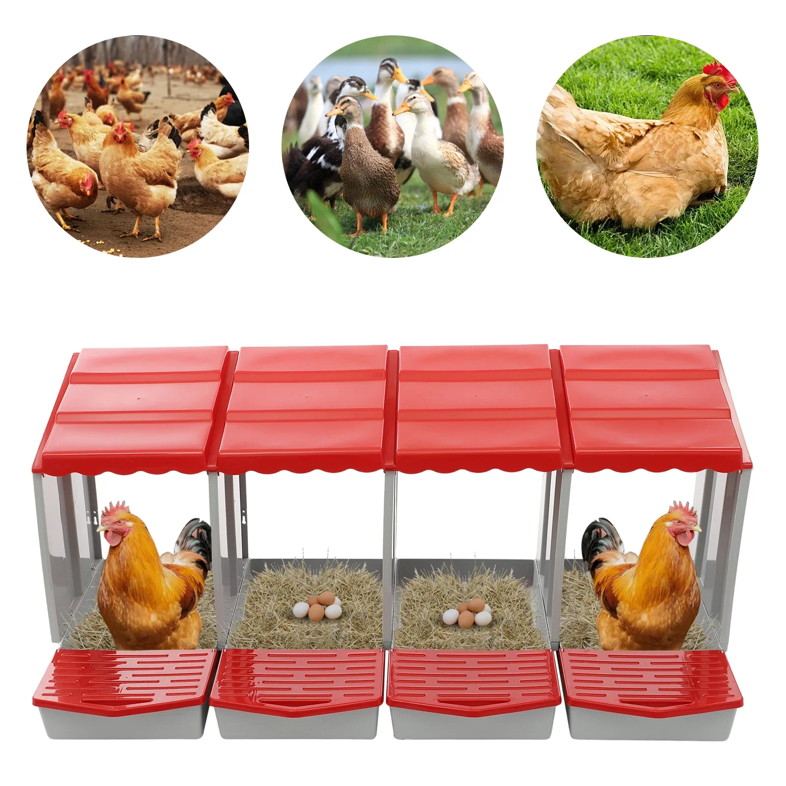 Chicken Nesting Box 4 Compartment PP Plastic Roll Away Nest Box Wall Mounted Poultry Laying Box for Hens Farm Backyard
Chicken Nesting Box 4 Compartment PP Plastic Roll Away Nest Box Wall Mounted Poultry Laying Box for Hens Farm Backyard