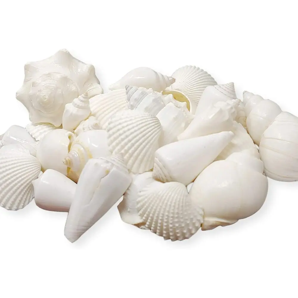 3-Pound White Seashell Mix for Home Decor, Vase Fillers, Weddings, and Seasonal Displays
3-Pound White Seashell Mix for Home Decor, Vase Fillers, Weddings, and Seasonal Displays